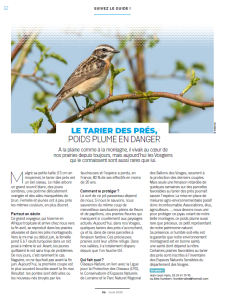 Le tarier des prés poids plume en danger - Vosges Magazine juin 2020