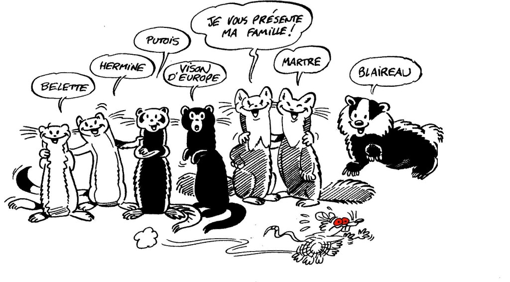 Dessin famille mustelides contre campagnols