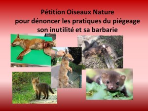 Petition Oiseaux Nature pour dénoncer les pratiques du piégeage