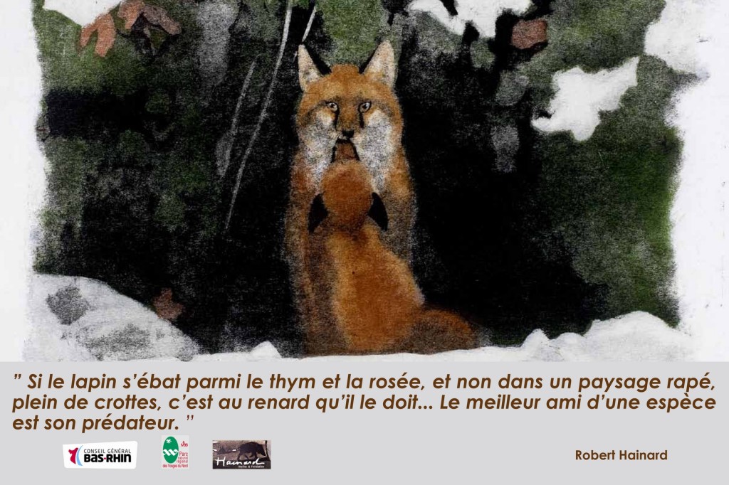 affiche renard- Robert Hainard - Conseil général du bas Rhin