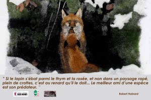 affiche renard- Conseil général du bas Rhin