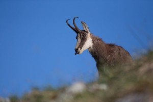 Chamois - Photo © Nicolas Hélitas