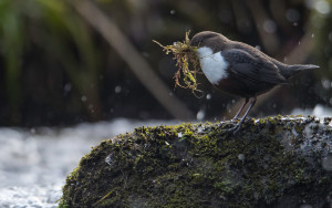 Cincle plongeur Cinclus cinclus - Photo Jacques Martin