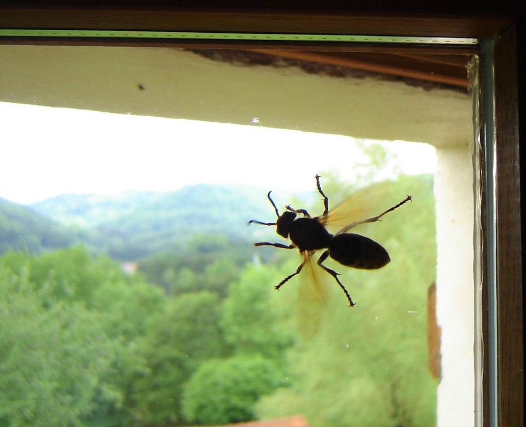 Frelon prisonnier derrière une vitre