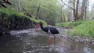 Jeanne, la cigogne noire en avril 2019