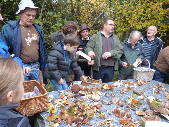 Sortie mycologique