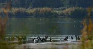 Rives de la Moselle - Photo Patrick Maison