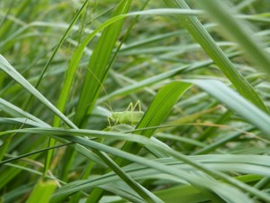 Sauterelle dans les herbes