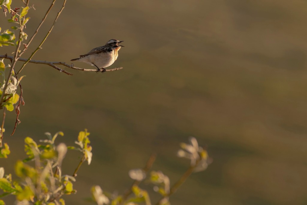 Sortie nature Les prairies du Col des Hayes, le 6 juin