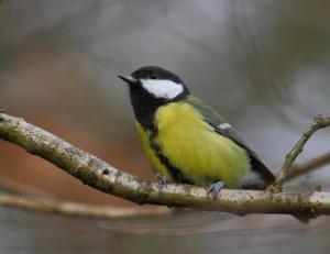 Mésange Charbonnière - Photo © Patrick Maison