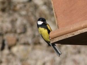 Mésange charbonnière - Photo Pascale Meignan