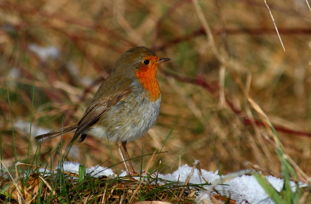 Mieux que des jumelles : nos oreilles ! Après la mésange charbonnière, le rouge gorge - Pour en savoir plus cliquez sur l'image - Photo © Patrick Maison