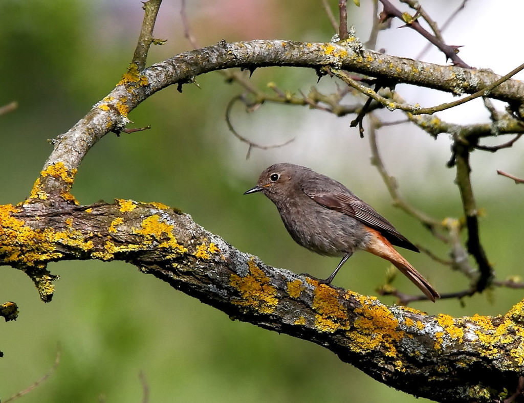 Mieux que des jumelles : nos oreilles !  Le rouge-queue noir - Pour en savoir plus cliquez sur l'image - Photo © Patrick Maison