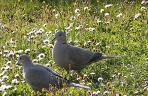 Tourterelles turques - Photo Pascale Meignan