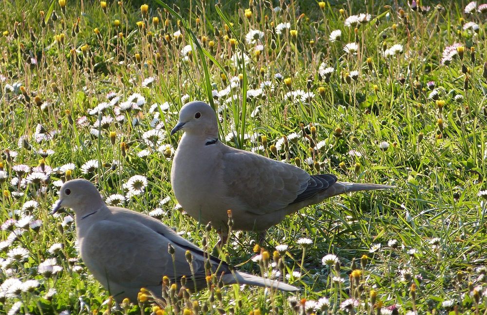 Dans la nature faut pas confondre les oiseaux