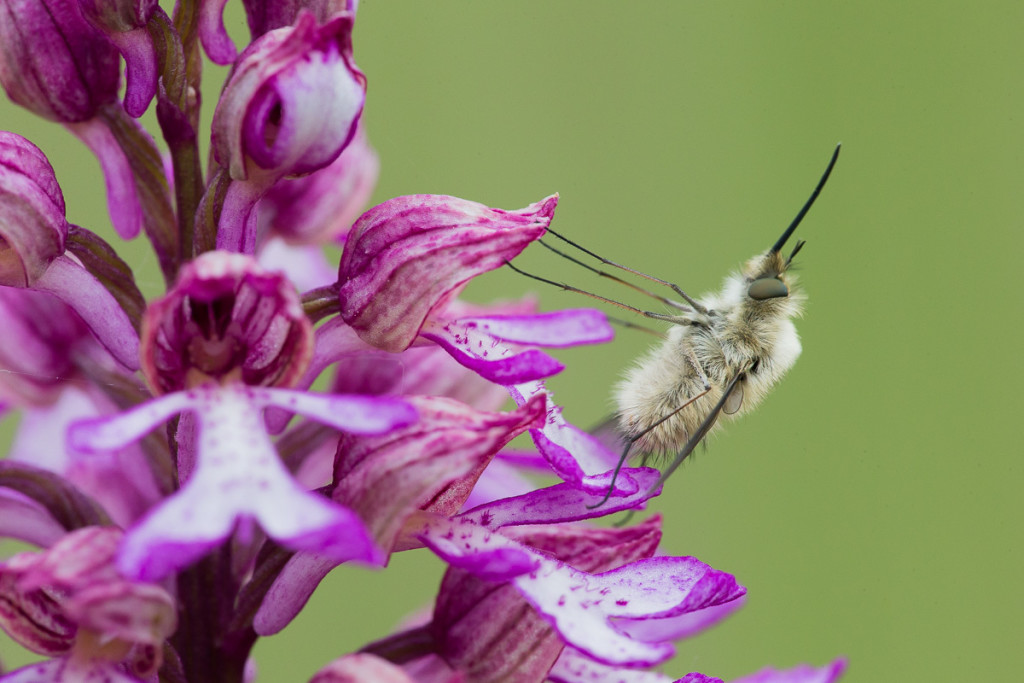 Grand bombyle Photo © Nicolas Hélitas - Cliquez sur l'image pour visiter son site