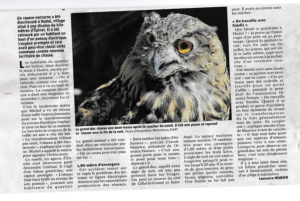 Un hibou grand-duc rare et protégé retrouvé électrocuté à Hadol - Vosges Matin 27-10-2021