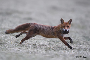 Renard roux - Photo© Fabrice Cahez