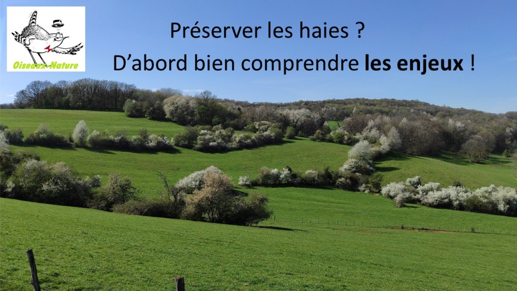 Interdiction à quiconque de faire des travaux sur haies du 16/3 au 15/8