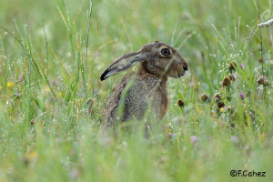 Lepus europaeus, Lièvre brun, Hare, Vosges, France