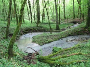 Forêt FODEX Martigny les Bains