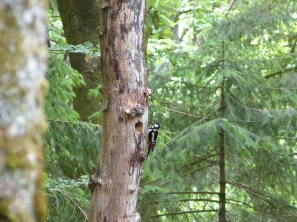 Préserver la biodiversité de la forêt, les propositions d'Ois Nat