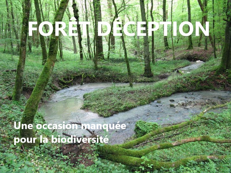 Forêt d'exception, une occasion manquée pour la biodiversité