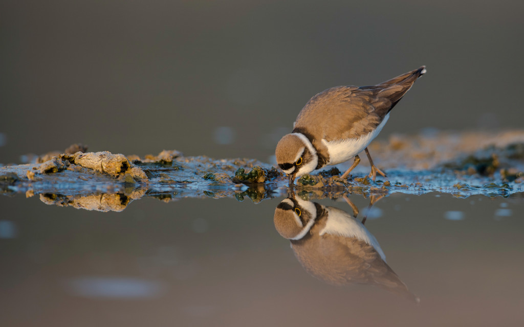 Charadrius dubius - Petit gravelot Photo © Jacques Martin