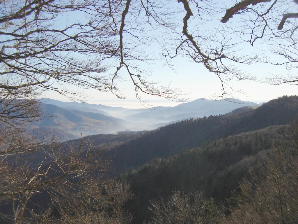 L'avis du CSRPN GE concernant les vieilles forêts Vosgienne