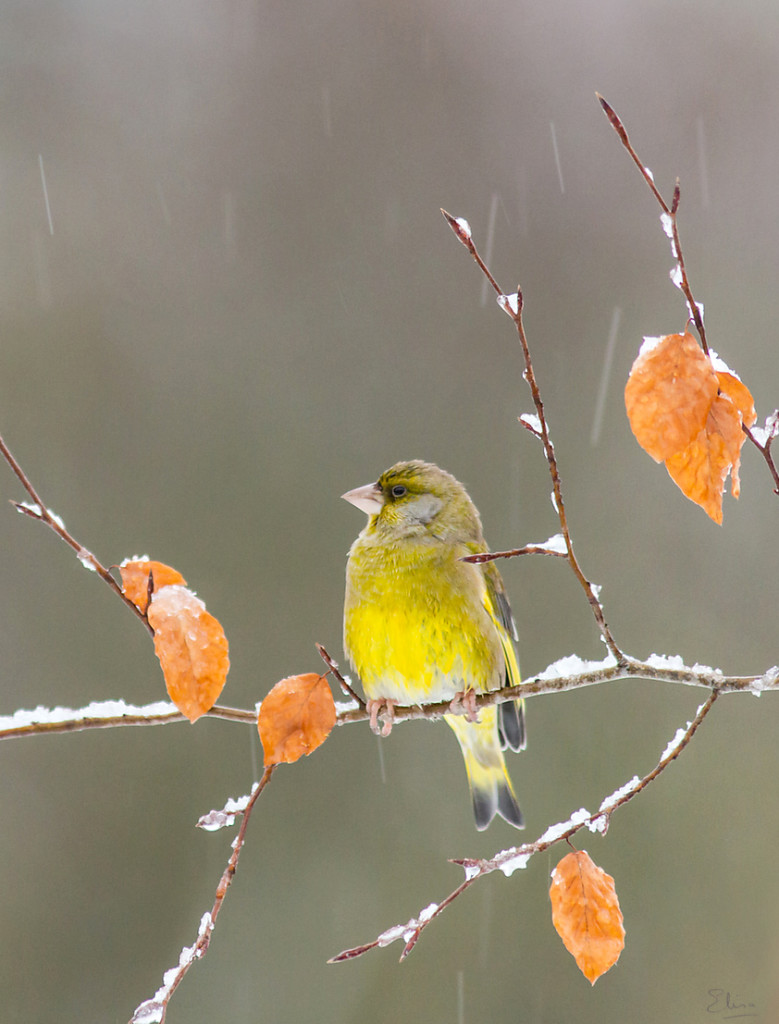 Pétition pour le retrait de l’article 13 de la Loi d’Orientation Agricole