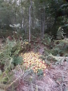 Nourrissage dans les Vosges