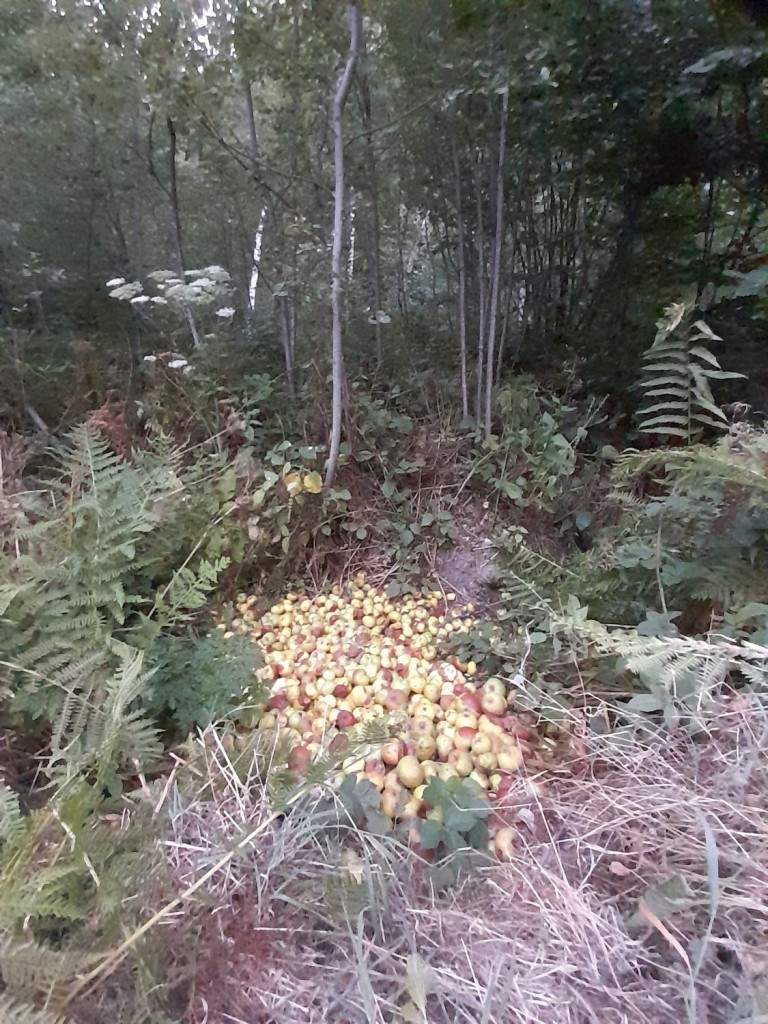 Nourrissage dans les Vosges
