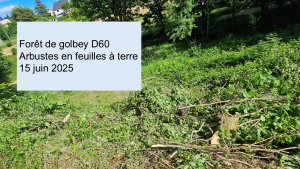 Golbey