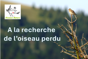 A la recherche de l'oiseau perdu, ça continue!