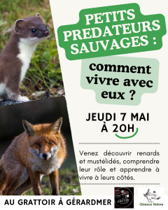Affiche petits prédateurs sauvages LE GRATTOIR Gérardmer 7 mai 2026