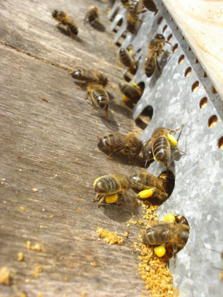 Abeilles