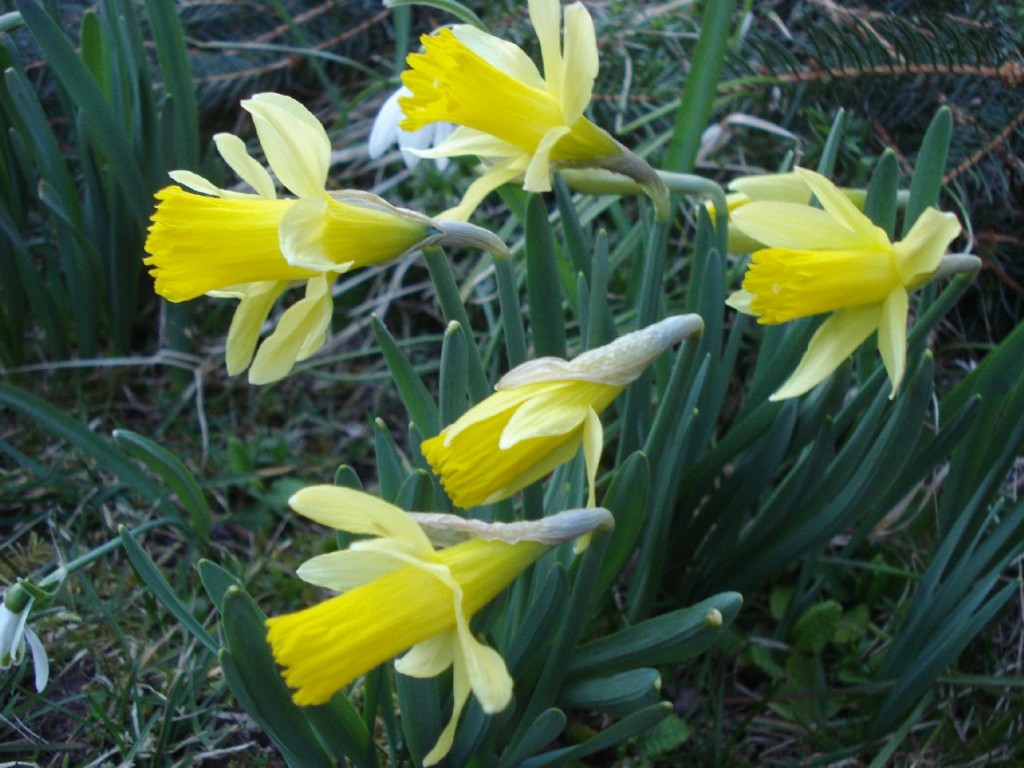 Jonquilles