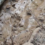 Encore un indice, une empreinte de patte de blaireau dans la boue