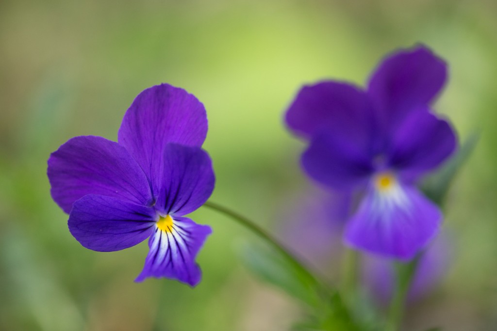 Violette © Nicolas Hélitas - Cliquez sur l'image pour visiter son site.