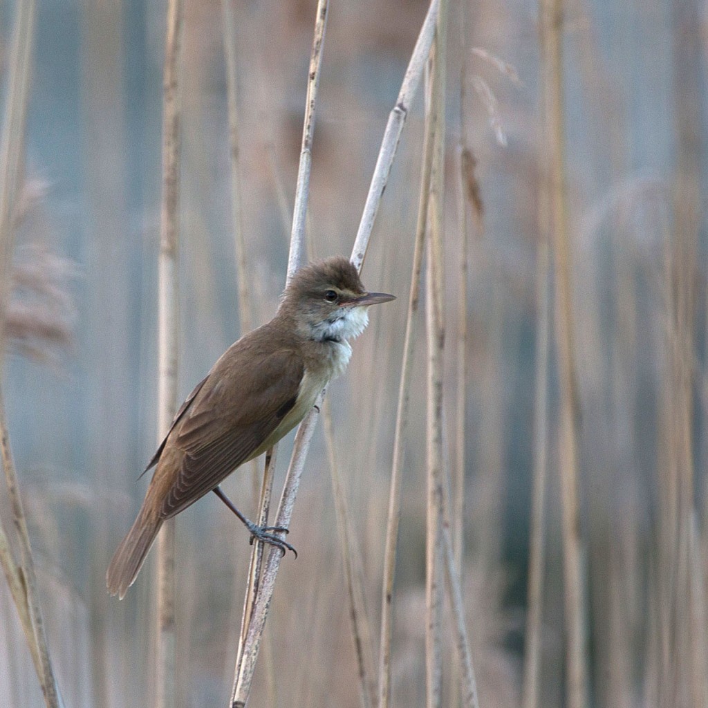 Sortie nature le 23: La biodiversité entre Moselle et ballastières