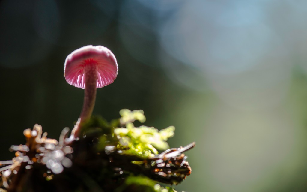 Sortie mycologique le 25 septembre à Saint Amé