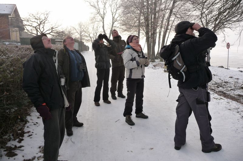 Sortie "oiseaux perdus" à Bouzey 22-01-2017