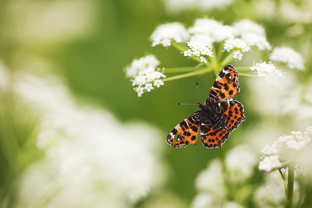 Association Oiseaux Nature Papillon Carte Geographique Araschnia Levana Photo C Nicolas Helitas Association Oiseaux Nature Papillon Carte Geographique Araschnia Levana Photo C Nicolas Helitas