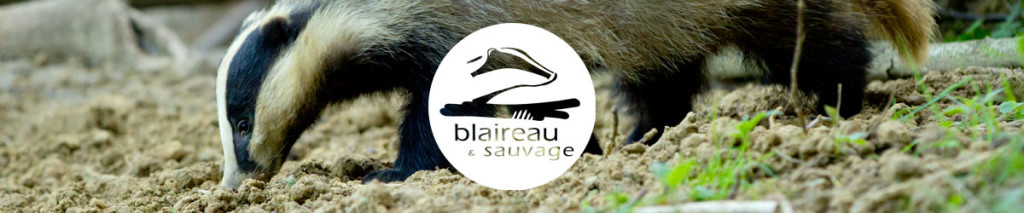 Logo © association Blaireau&Sauvage