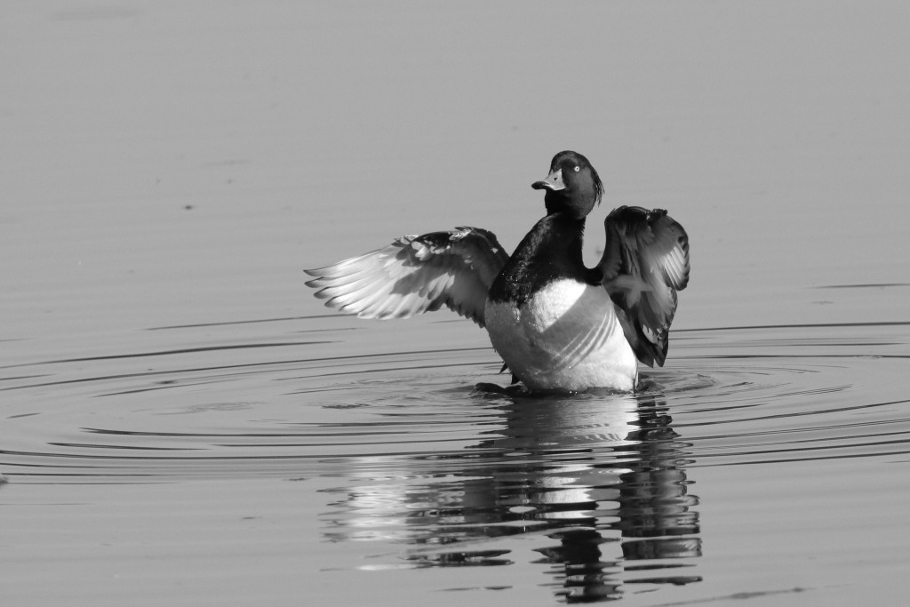 Observation des oiseaux au plan d'eau de Remiremont