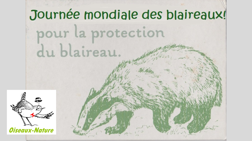 Journée mondiale des blaireaux, le 15 mai à Raon aux Bois