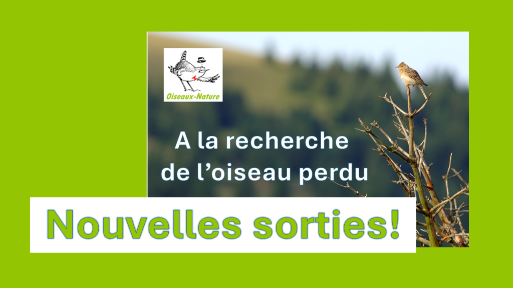 Nouvelles sorties "Oiseau perdu", venez le retrouver!